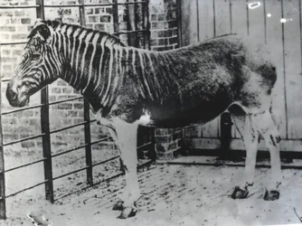 Quagga au zoo de Londres, probablement été 1870